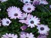 purple flowers